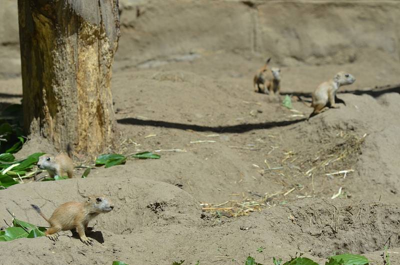 Psouni v děčínské zoo.