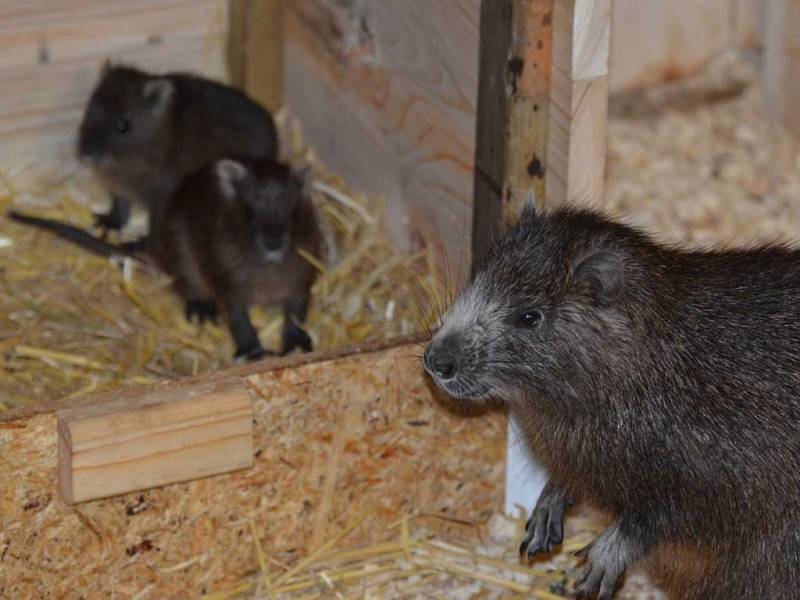 Mláďata hutie kubánské v děčínské zoo.