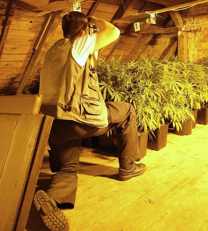 Pěstírnu marihuany objevili děčínští policisté v bývalé hospodě ve čtvrti Horní Oldřichov.