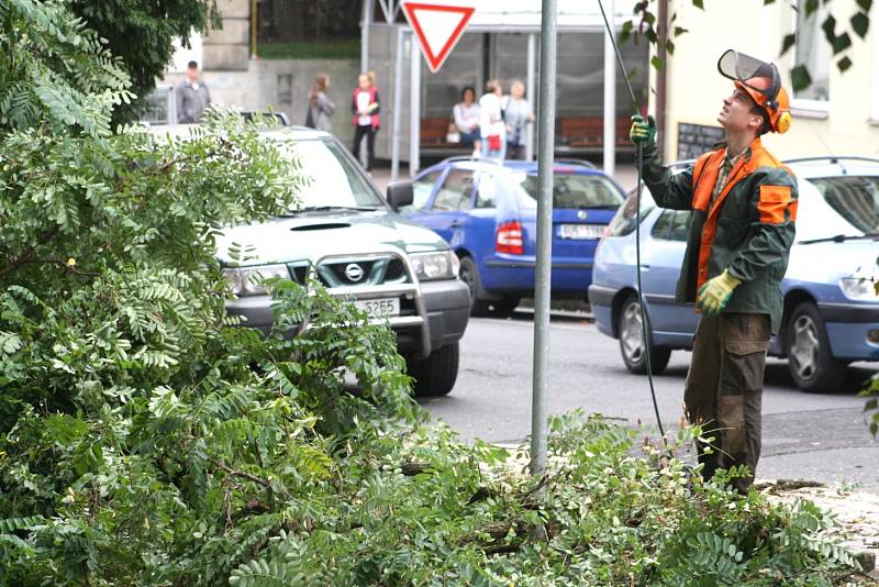 Vzácný strom v centru Děčína padl.