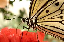 Motýlí dům nabízí přes 30 druhů motýlů i další zvířata.