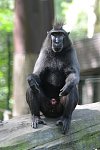 Z děčínské zoo utekl makak, chytili jej v lakovně