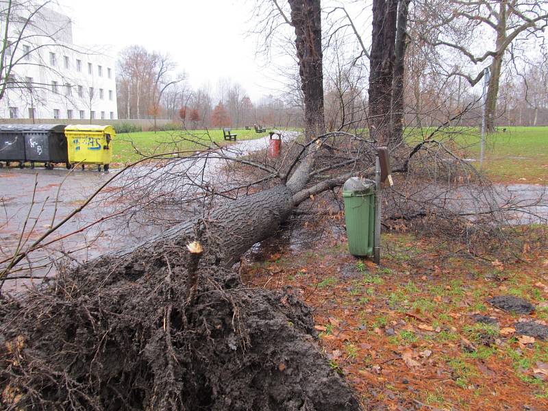 Déšť způsobil pád stromů na Mariánské louce v Děčíně.