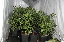 Několik desítek vzrostlých rostlin marihuany, kilogramy nasušené drogy a veškeré vybavení pro její pěstování nalezli ve čtvrtek dopoledne rumburští kriminalisté ve dvou objektech v ulici Jiřího z Poděbrad ve Varnsdorfu.