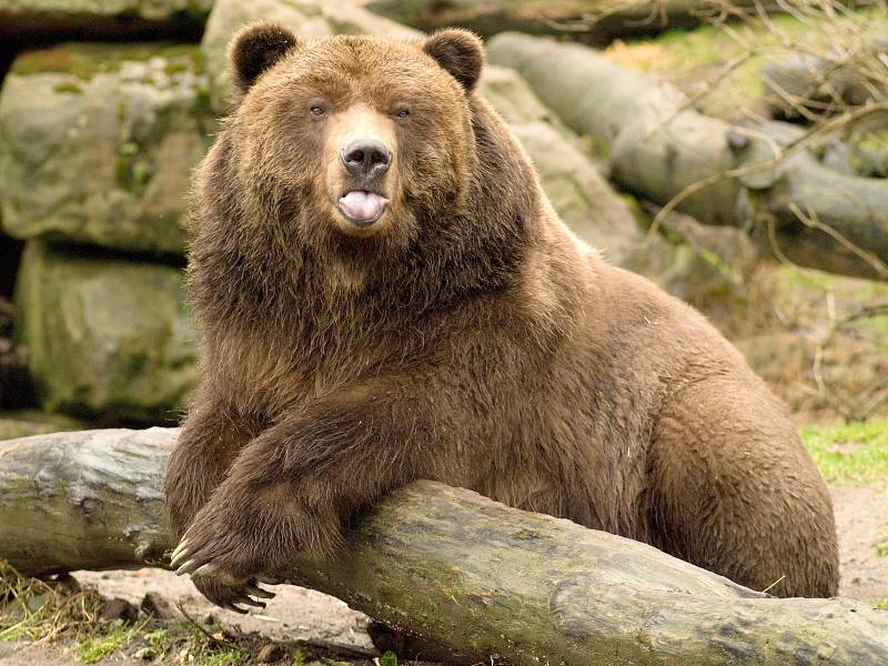 Medvěd grizzly z děčínské zoo.