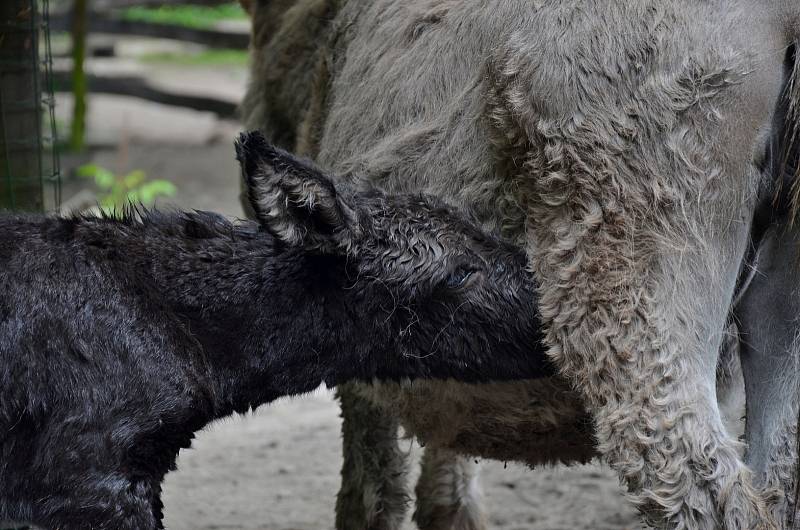Samička osla domácího se narodila v děčínské zoo.