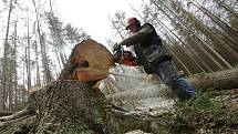 V Českém Švýcarsku padne 15 tisíc mrtvých stromů.