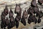Jeskyně v Labských pískovcích jsou častým útočištěm netopýrů při jejich zimním spánku. Pokud je někdo ze zimního spánku probudí, může je nevědomky zabít. 