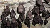 Jeskyně v Labských pískovcích jsou častým útočištěm netopýrů při jejich zimním spánku. Pokud je někdo ze zimního spánku probudí, může je nevědomky zabít. 