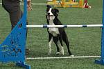 MĚSTSKÝ STADION v Děčíně hostil závody agility.