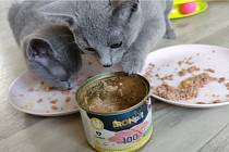 Krmivo pro kočky IRONpet je výživné, hypoalergenní a zcela bez konzervantů
