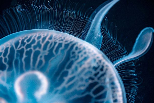 Detail Moon Jellyfish
