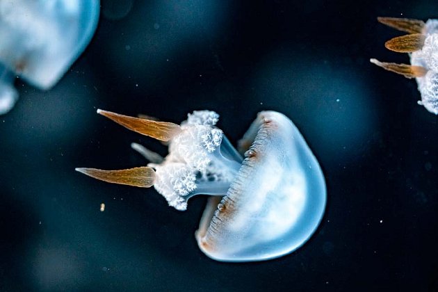 Flame Jellyfish - Rhopilema esculentum