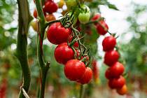 Na Moravě rostou rajčata a okurky i v zimě, pěstují je farmáři z družstva Čerstvě utrženo