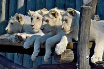 Hodonínská zoo láká na letošní mláďata i loni narozená lví čtyřčata. Ta oslavila jeden rok!