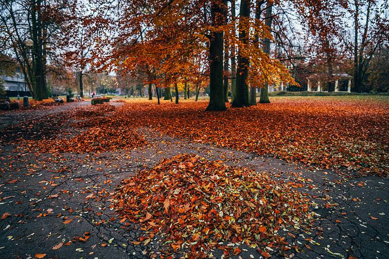 I v chomutovském městském parku je v současné době velký spad listí ze stromů.