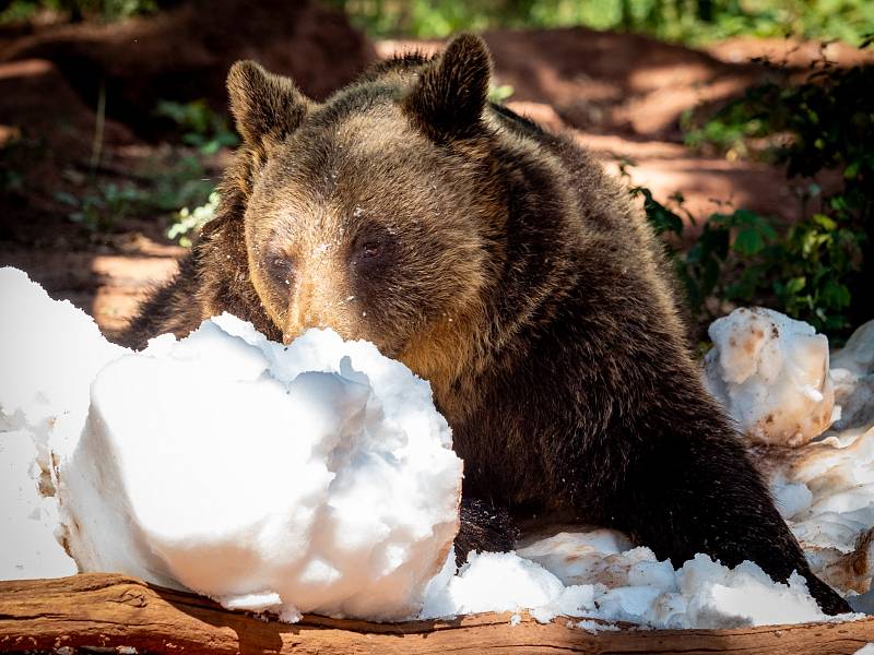 Medvědi v chomutovském zooparku si užívali sníh