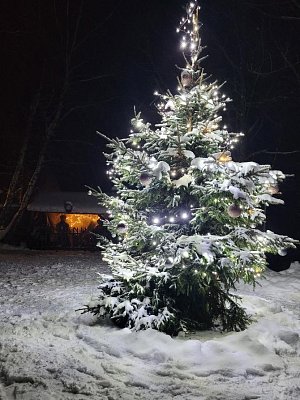 Vánoční strom v Domašíně - Petlerech zvítězil v okresním kole ankety Vánoční strom Deníku 2023.