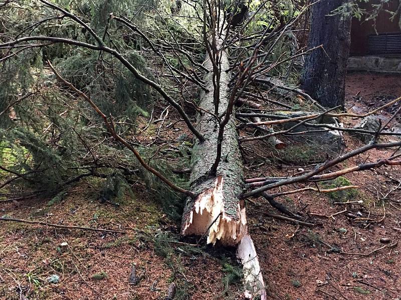 Říjnová vichřice stále vystavuje účty. Zákazy vstupu i zlámané stromy v lesích přetrvávají. Práce na odklízení stromů pokračují.