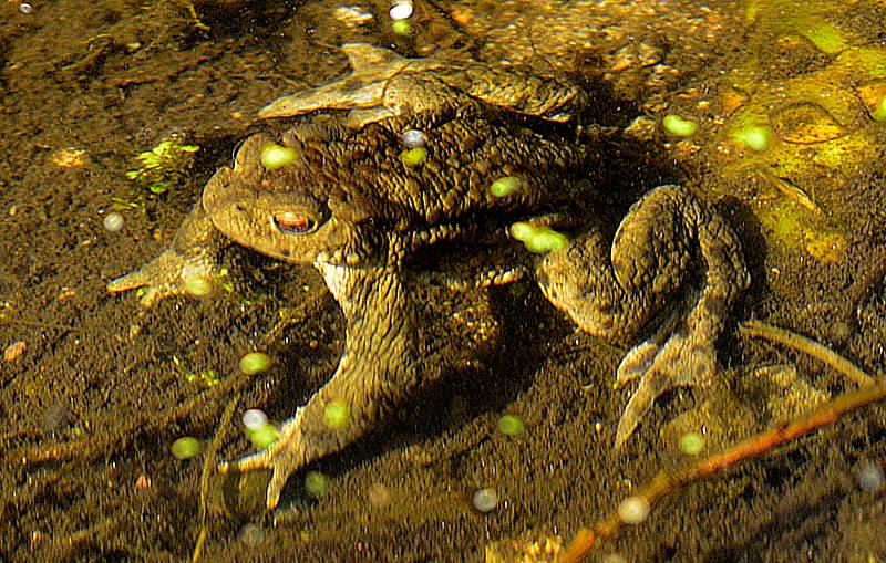 Rozmnožování žab na Chomutovsku