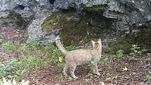 Kočka divoká na záběrech z fotopastí ve vojenském újezdu Hradiště.