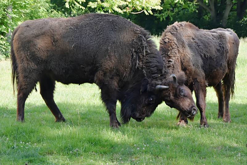 Zubři jsou "erbovní" zvířata chomutovského zooparku