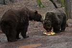 Buzení medvědů v chomutovském zooparku v roce 2019.