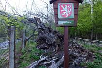 Žeberská lípa jako symbol Národní přírodní rezervace Jezerka, již nerozkvete.