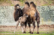 Po dvouleté přestávce se v chomutovském zooparku narodilo mládě velblouda dvouhrbého.