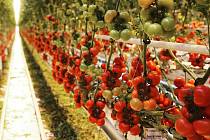 Rajčata jsou pěstovaná přírodní cestou bez pesticidů. Zalévaná jsou filtrovanou dešťovou vodou a opylení ve sklenících obstarávají čmeláci.