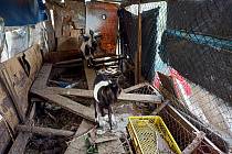Veterinární inspektoři odhalili v Málkově na Chomutovsku nevhodné podmínky chovu hospodářských zvířat.