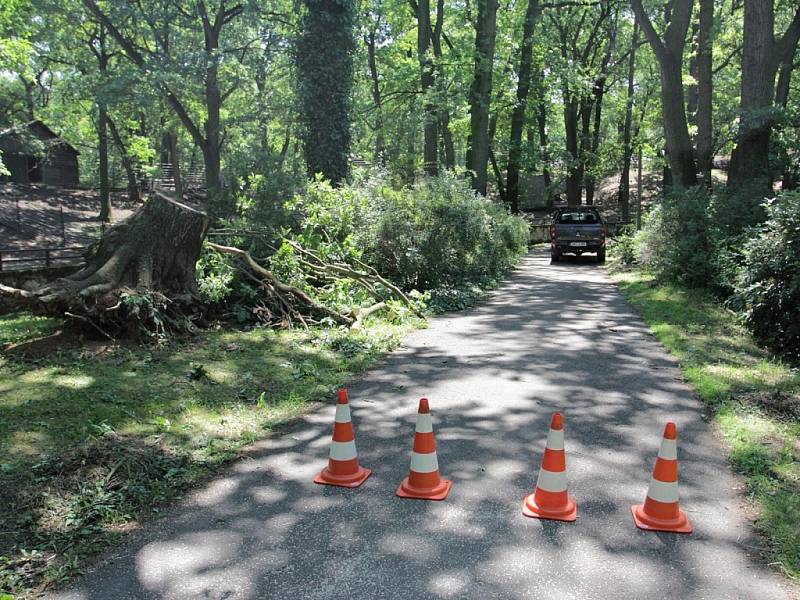 V zooparku odborníci ošetřují stromy, pro vzácné brouky vzniknou broukoviště