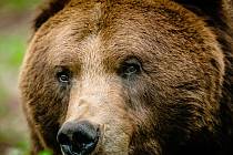 Chomutovský zoopark přišel o Nera, nejstaršího ze čtyř medvědů
