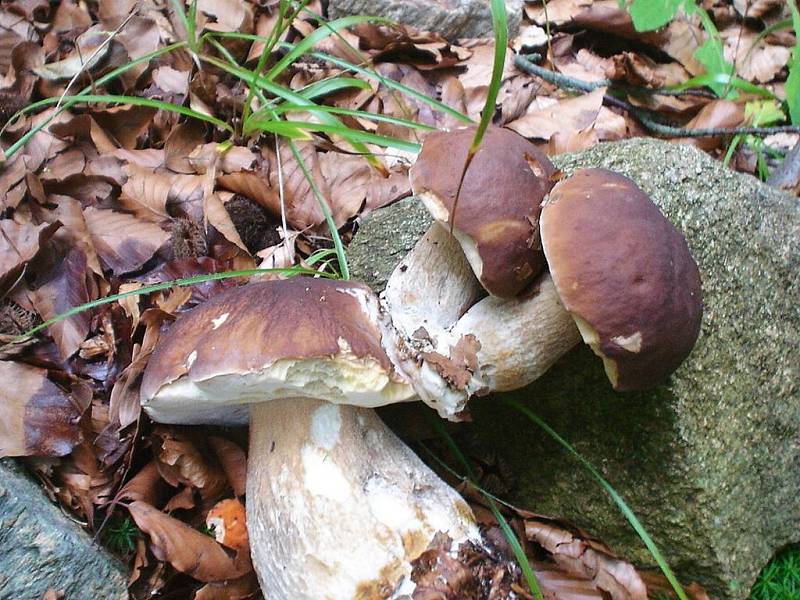 Takto vyrostly dva hřiby na hlavě dalšího hřiba,asi rodina.Pouze jeden vyrostl ze země!Bohužel před fotografováním bráškové odpadli a tak nezbylo nic jiného,než je paní hříbkové znovu nasadit na hlavu.