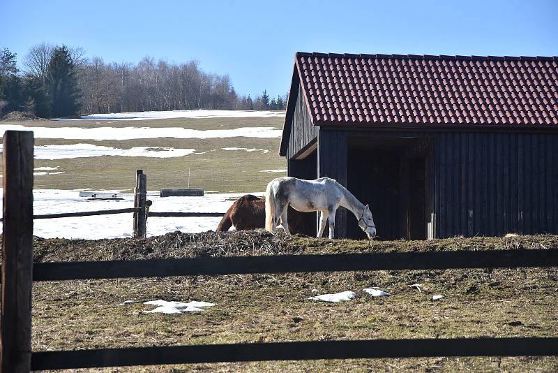 Koně na horské pastvině v Radenově u obce Blatno.
