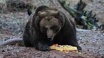Buzení medvědů v chomutovském zooparku v roce 2019.