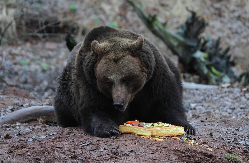 Buzení medvědů v chomutovském zooparku v roce 2019.