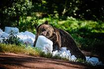 Medvědi v chomutovském zooparku si opět zpestří léto s hromadou sněhu