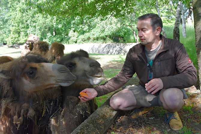 Vedoucí zoolog Miroslav Brtnický s velbloudy v chomutovském zooparku