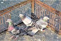 Odchyt přemnožených holubů v Jirkově. Archivní foto