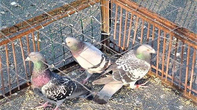 Odchyt přemnožených holubů v Jirkově. Archivní foto