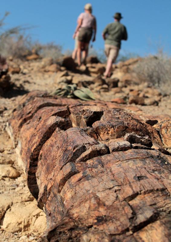 Kmen fosilizovaného stromu. Damaraland, 2014, Namibie