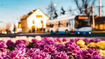 Chomutov se probouzí do jarních barev, které začínají zaplavovat město. Barevně kvetoucí květy jsou vidět po celém městě.