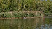 Hon na kachny v prostoru Pražských rybníků v Chomutově