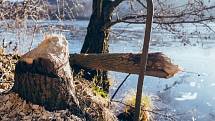 Kousek před Kadaní na řece Ohři se bobři snaží budovat svou hráz a pomalu si zde kácí drobné stromky, ale i větší stromy, které nechávají spadnout do koryta řeky.