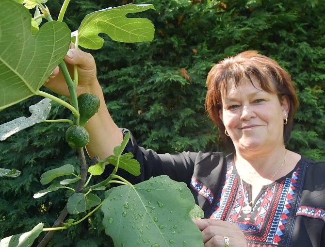 Irena Kobzová pěstuje díky na své zahradě v Polákách.