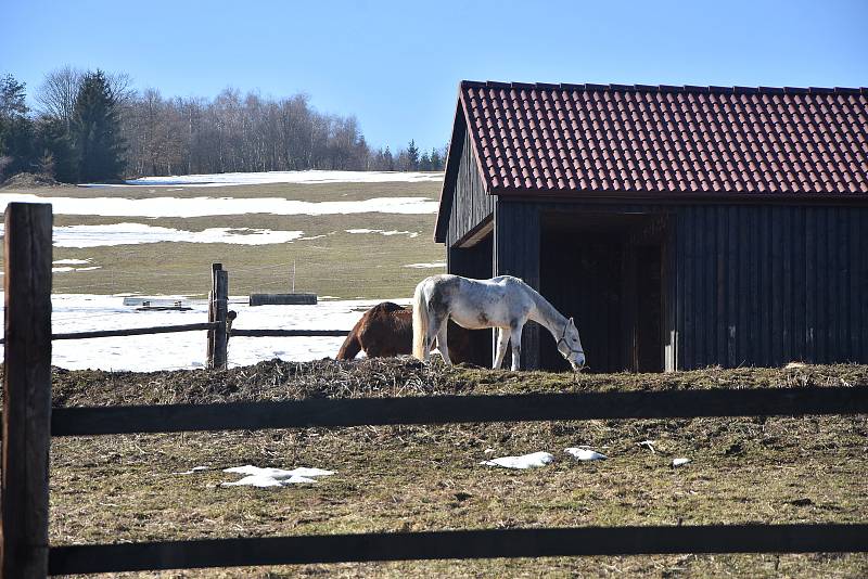 Koně na horské pastvině v Radenově.