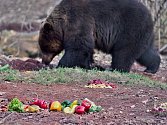 Buzení medvědů v chomutovském zooparku