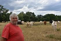 Krávy má Milan Kučera na svých pastvinách u Rokle.