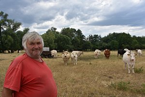 Krávy má Milan Kučera na svých pastvinách u Rokle.